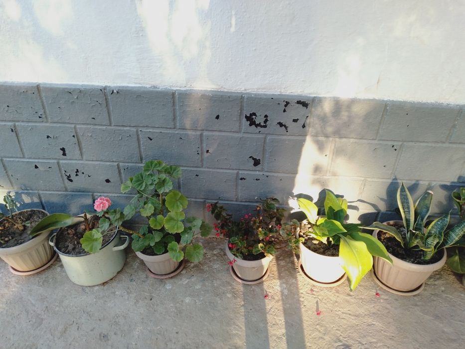 Гүлдер сатамыз,бағасы келісімді