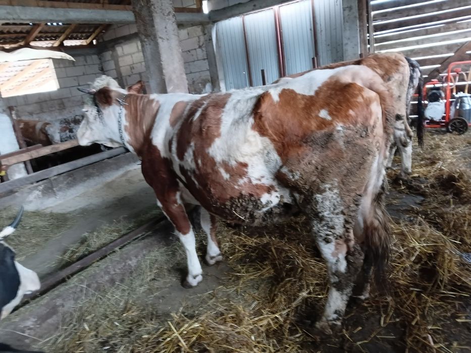 Vand vaca gestanta de 8 luni