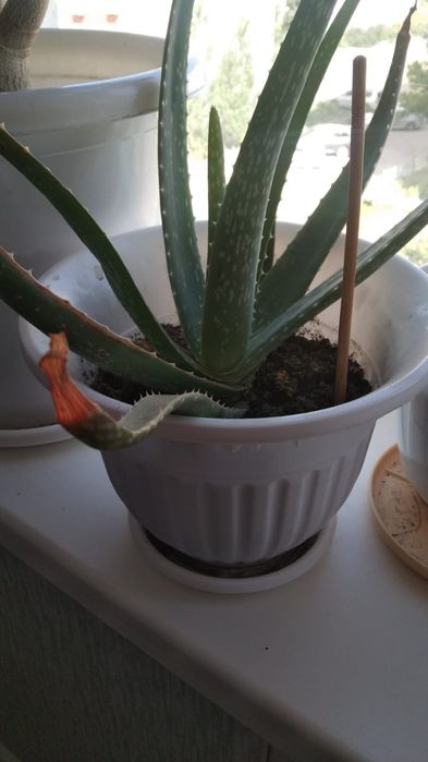 Алоэ вера Комнатный цветок