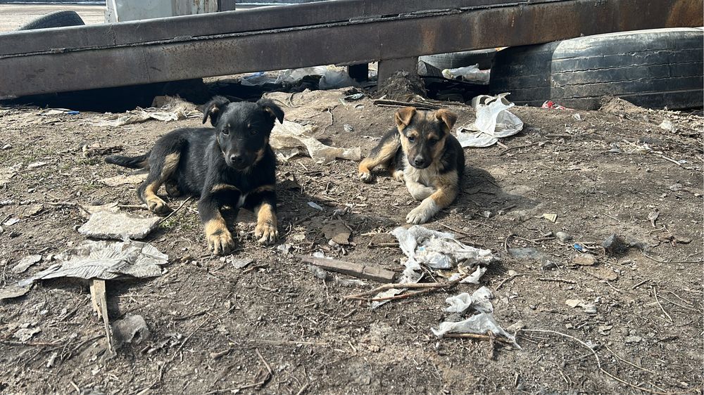 Щенки красивые мальчик и девочки