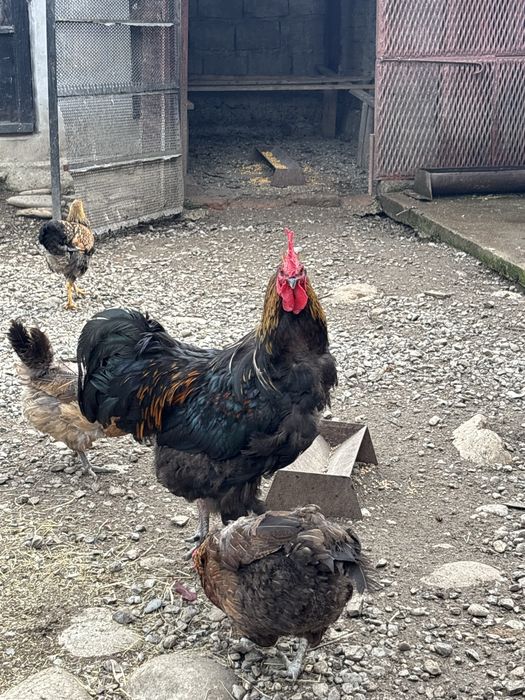 Cocoș australorp metis