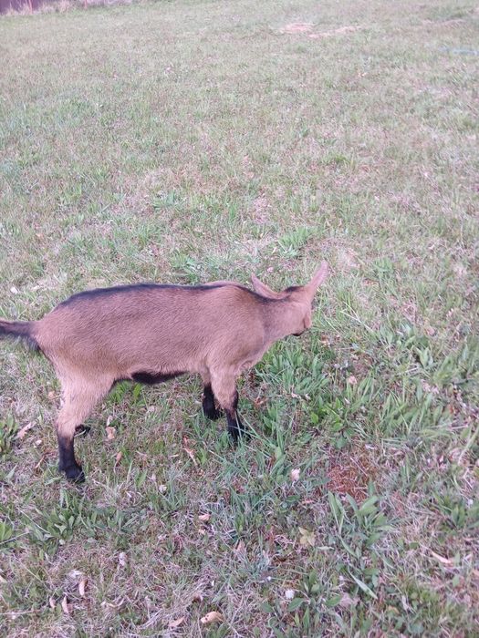 Vind doua iede alpine franceza de doua luni  jumate se afla in ciucea jud cluj pret 600 bucata