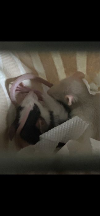 Декаротивные крысы