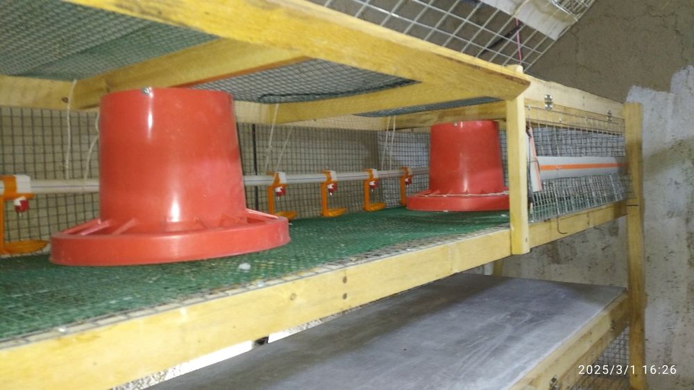 BROYLER JO'JA boqish uchun Kletka