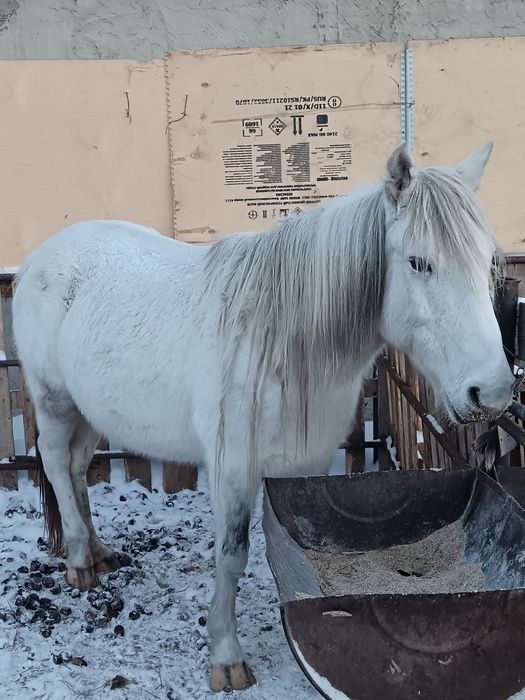 Продам кобылку 5 лет