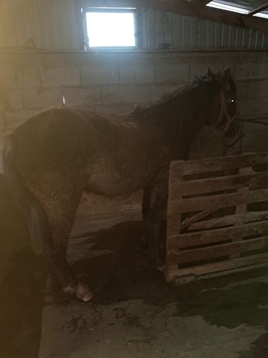 Бір жарым жасар еркек тай сатылады