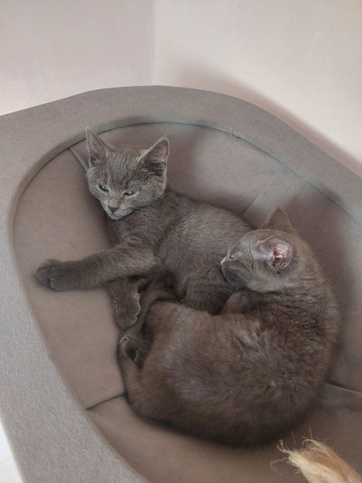 Котята британские полукровка девочки