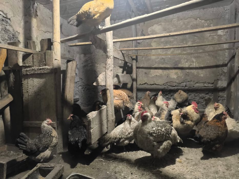 Домашние куры (смесь с брама)