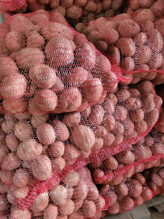 Cartofi de  consum si de sămănță