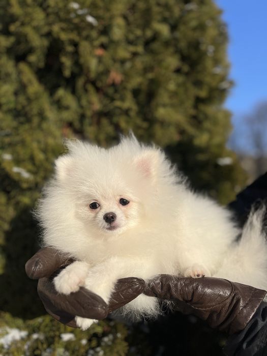 Pomeranian alb mini
