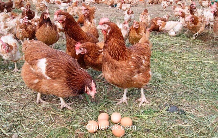 Продам кур несушек