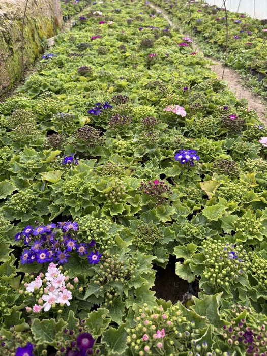 Цветы.                    .