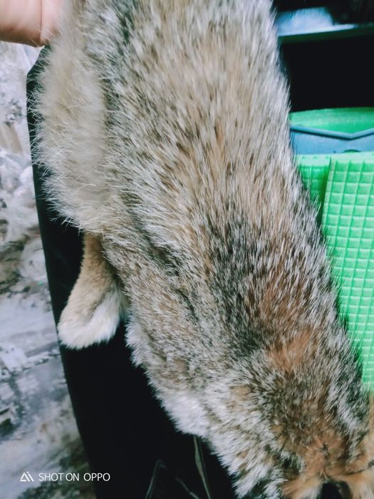 Дублёнка кожа, мех волк