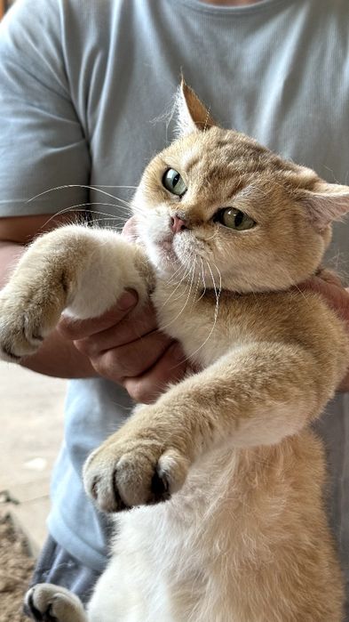 Britanskiy Zolataya chinchilla