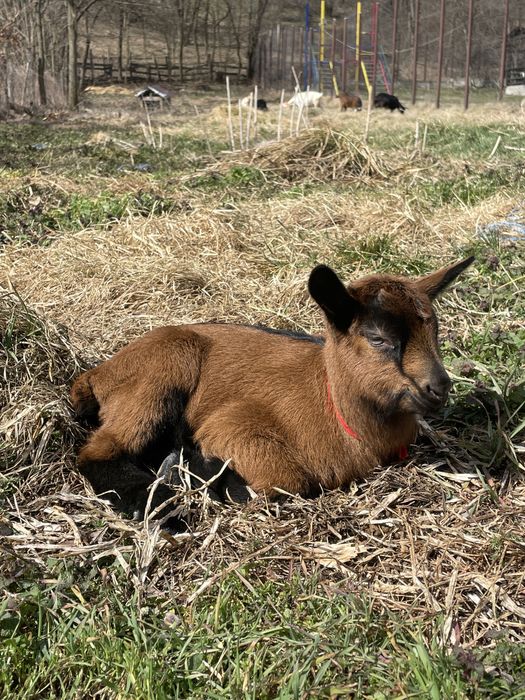 Alpina franceza cu ied