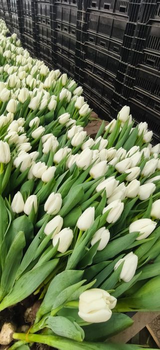 Качественные Тюльпаны оптом! Голландская луковица.