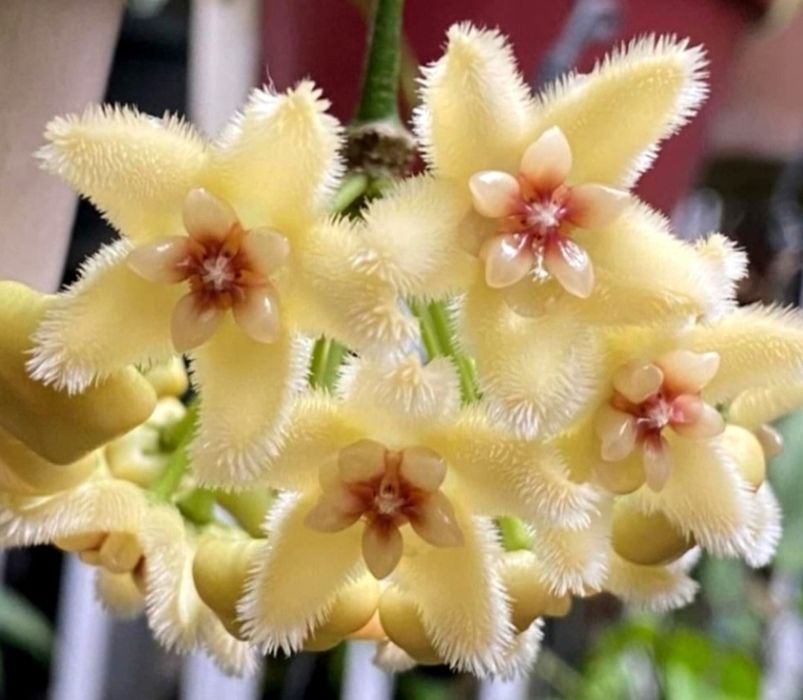 Hoya,  Lacrima Maicii Domnului