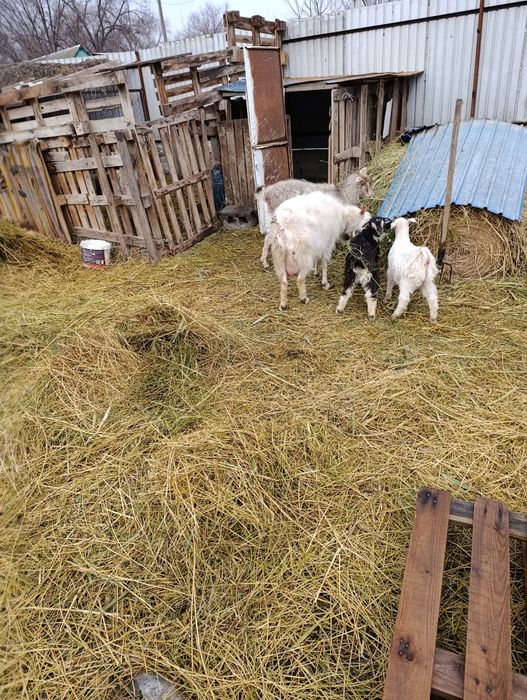 Продам дойную козу с 2 -мя козлятами .