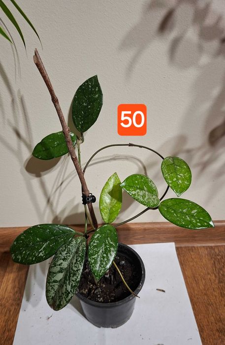 pt cadou Zamioculcas inflorita,monstera adansonii,planta paianjen,hoya