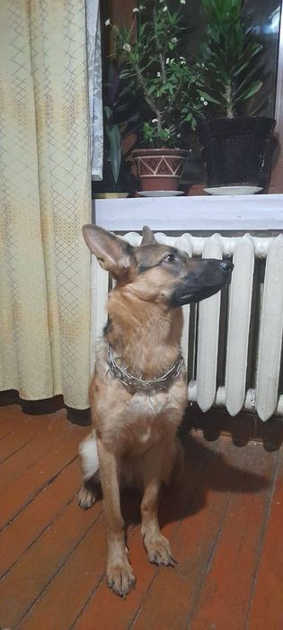 Avcharka qiz bola 1 yosh