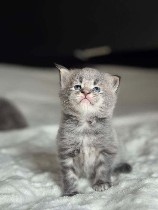 Котята Мейн-кун Алматы