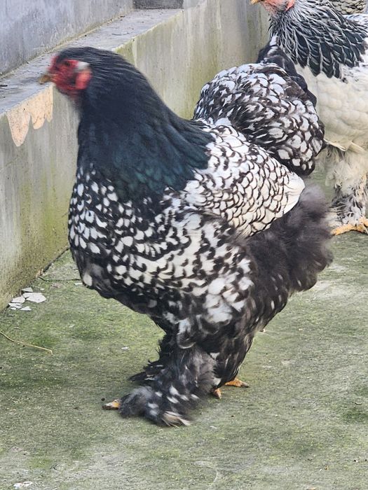 Brama tyomniy pux tuxumlari sotiladi