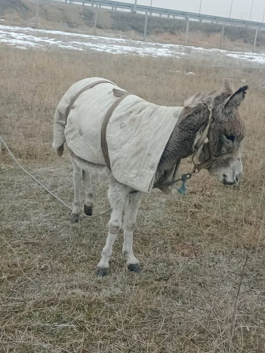 Есек бар минги жуас