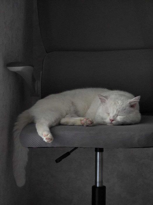 Британец YaYo ищет кошечку для вязки, очень заботливый и учтивый кот.