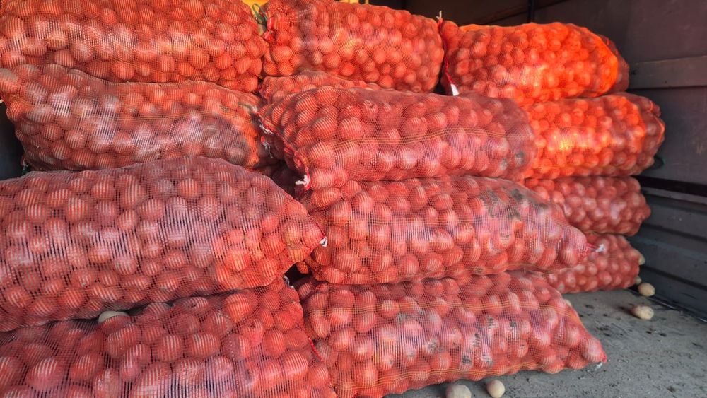 Семеной картофель