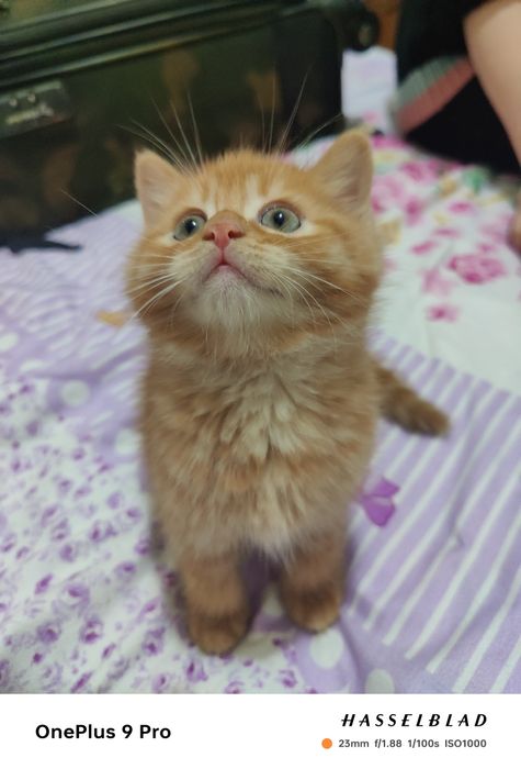 Скоттиш страйт, 2 ойлик