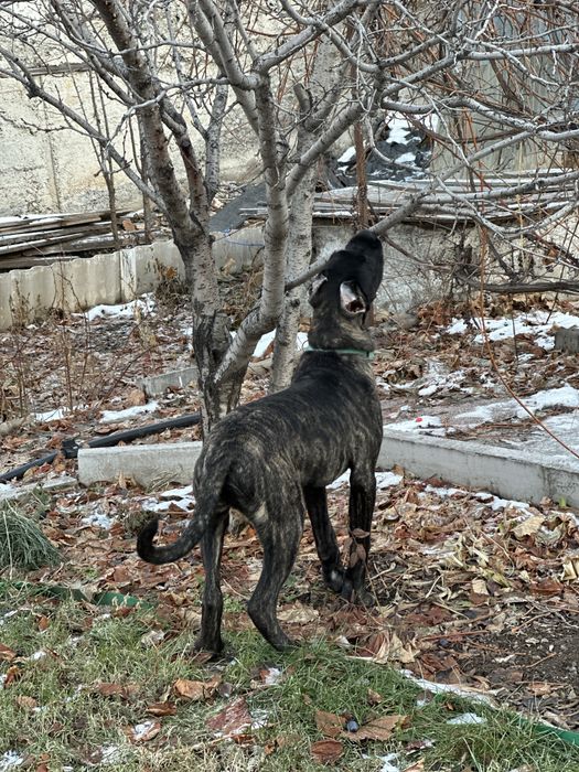 Продаем щенка Кане-Корсо