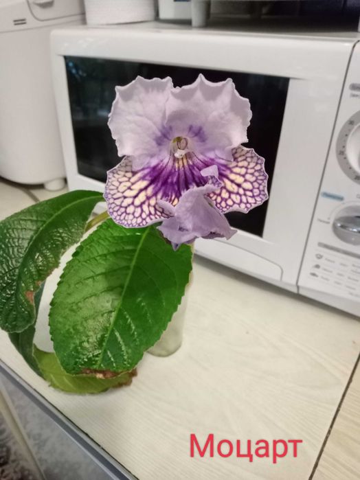 Продам цветущие детки стрептокарпусов