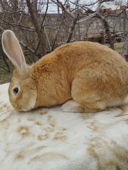 Продам крола   .