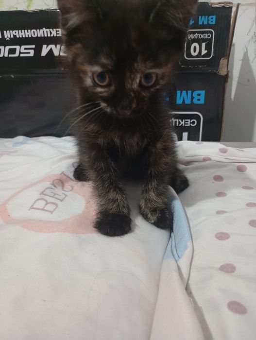 Отдам котят в хорошие добрые руки!!!