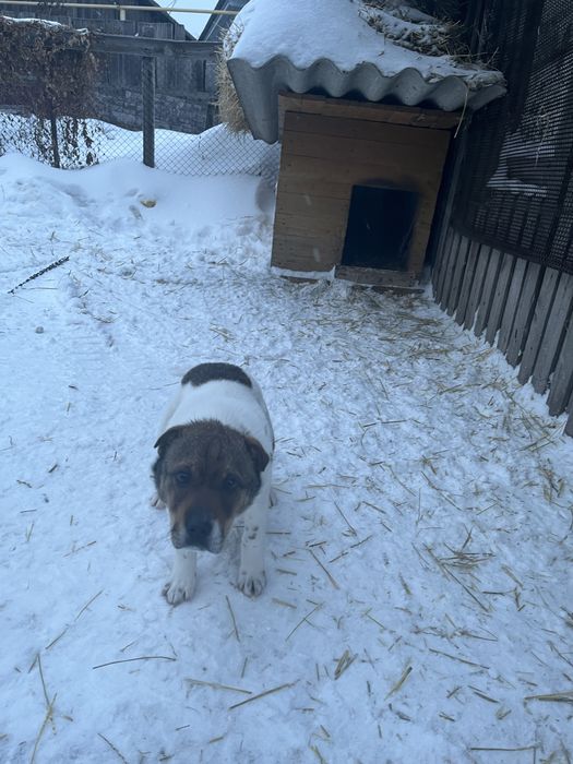 Отдам щенка в добрые руки