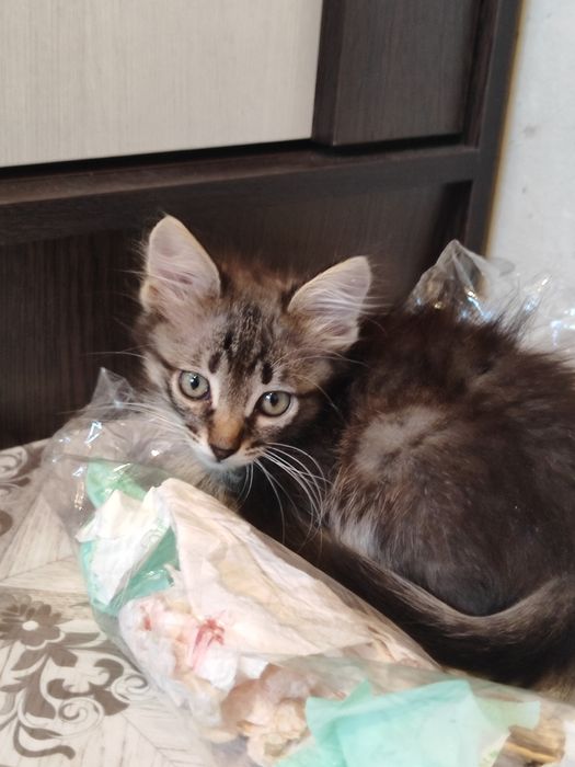 Отдам котят бауырластар 2