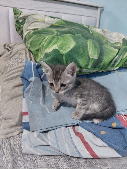 Отдам котят в добрые руки