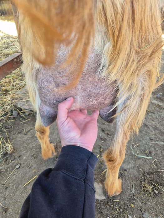 Vând două capre bune de lapte