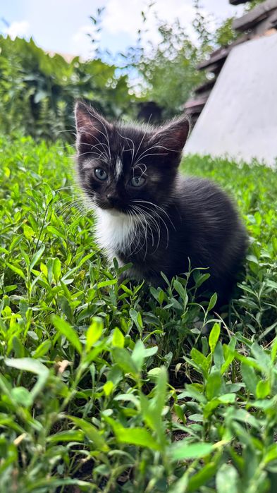 Отдам котят в добрые руки
