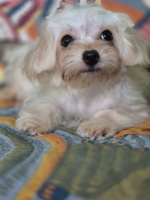 Болонка щеночки мини