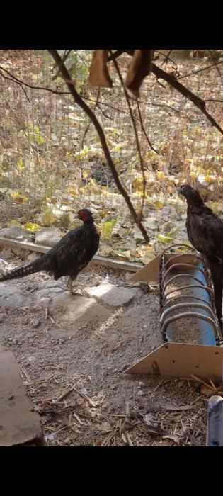 1 juft Rumin fazan sotiladi