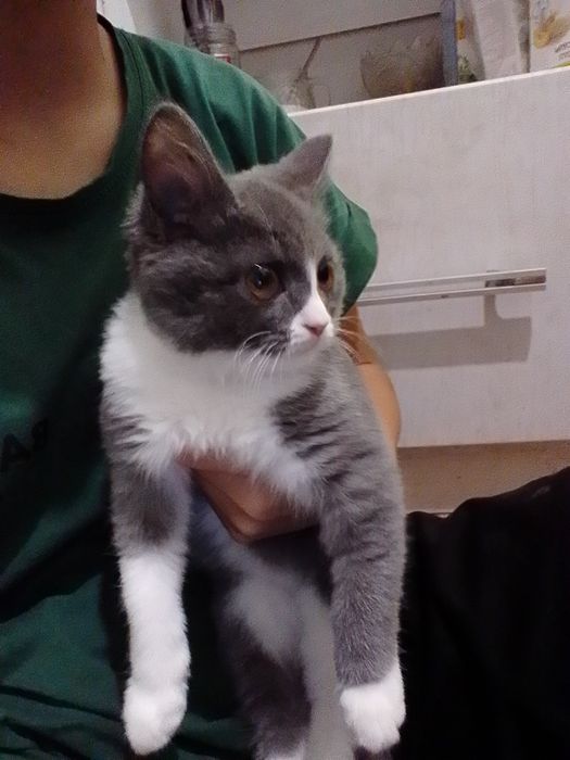 Продаётся котёнок