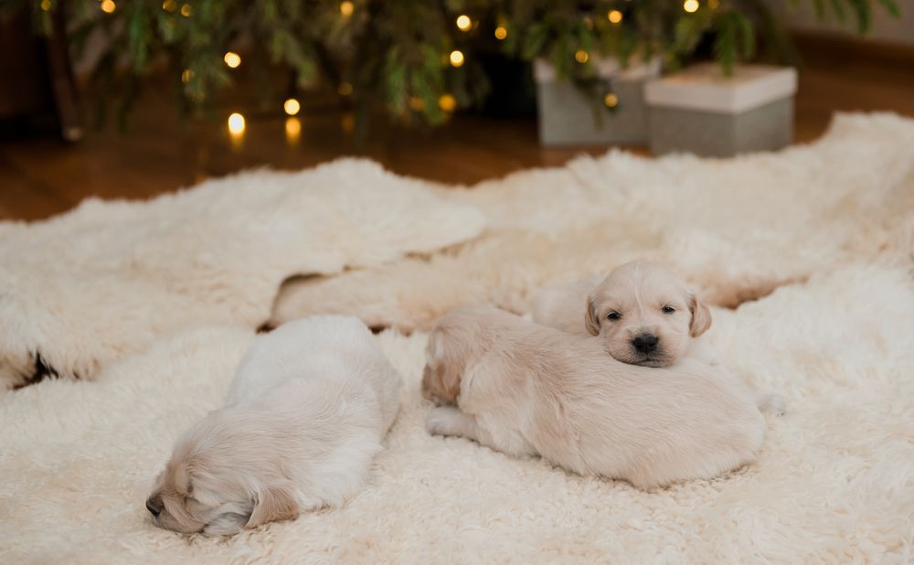 Pui Golden Retriever