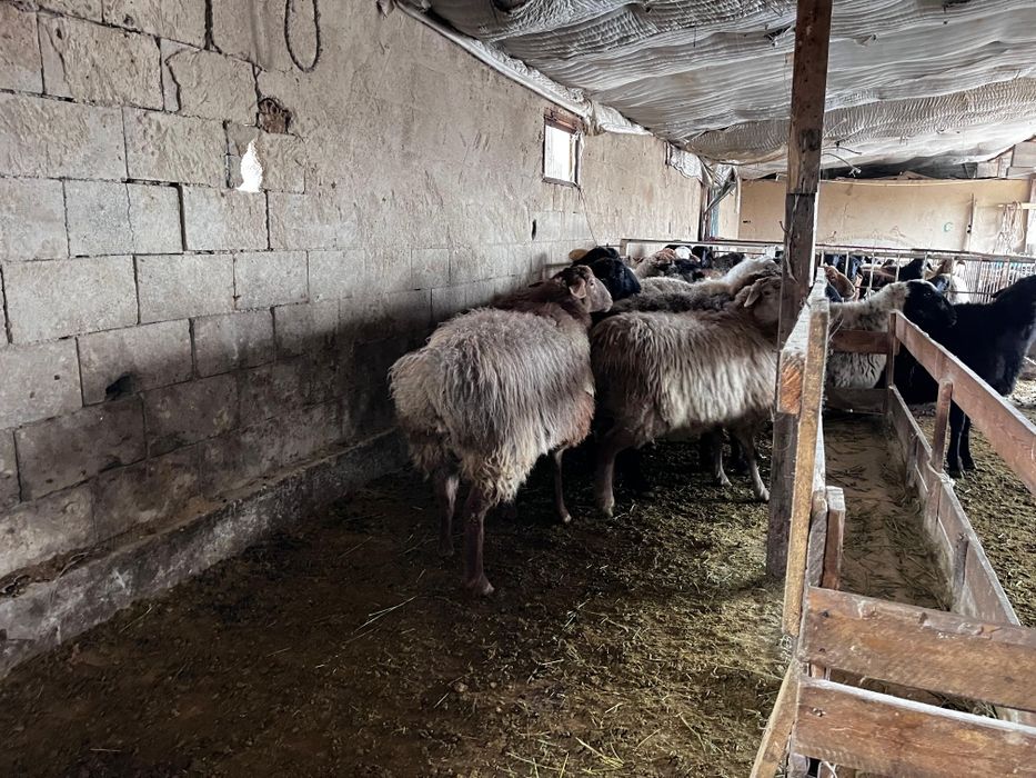 Семіз тоқты, саулықтар сатылады