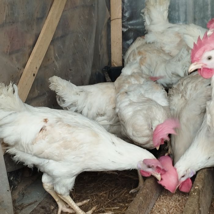 Продам куры домашние