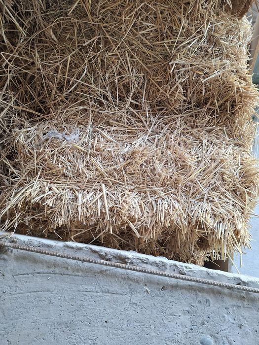 Samon priz sotiladi 20 mingdan