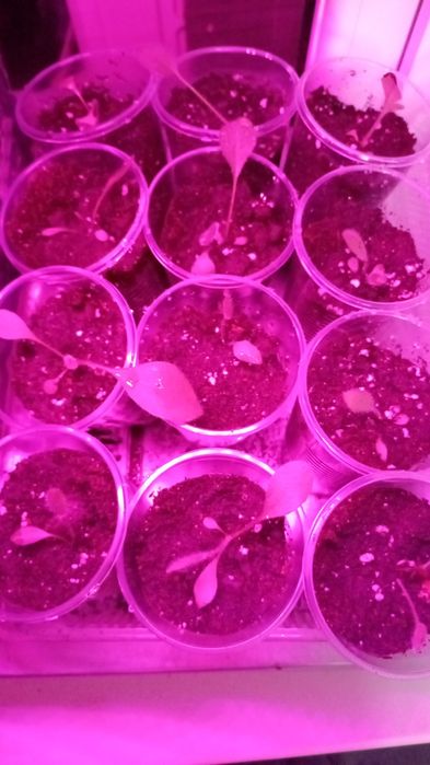 Продам рассаду 400 один стакан