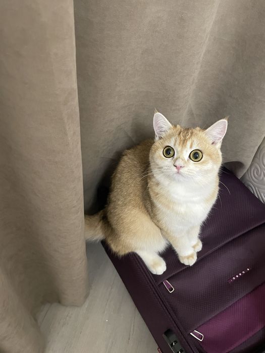 Продам котенка красавица