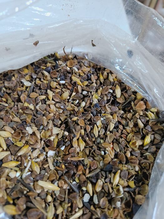 Зерноотходы Отруби ячмень Полова корма