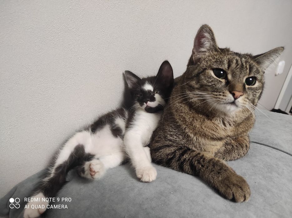 Котёнка в добрые руки